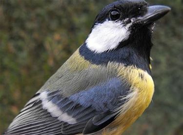 Koolmees op eerste plaats na vogeltelweekend