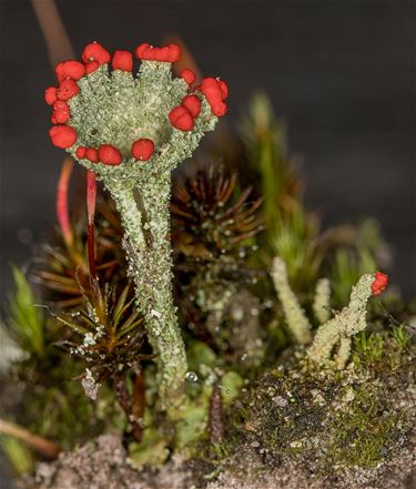 Korstmos in de heide - Pelt