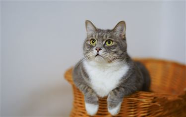 Korting voor kattensterilisatie - Hamont-Achel & Lommel