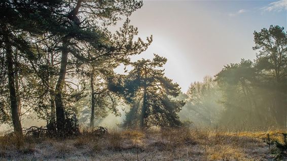 Koude en mist vanmorgen - Overpelt