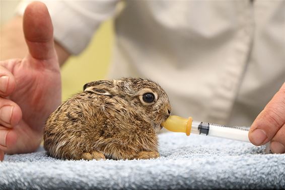 Kraamafdeling opgestart in Natuurhulpcentrum - Oudsbergen