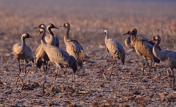 Kraanvogels blijven nog even hier - Hamont-Achel