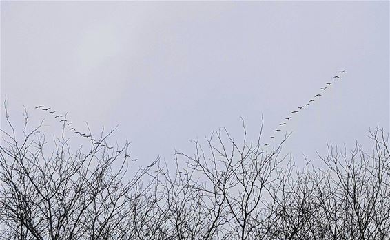 Kraanvogels boven het kerkhof - Pelt