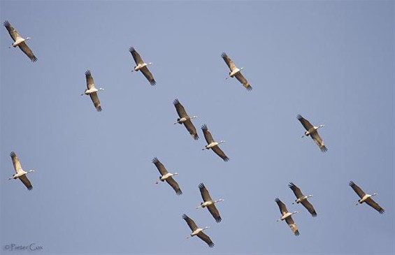 Kraanvogels, dankzij de oostenwind - Lommel