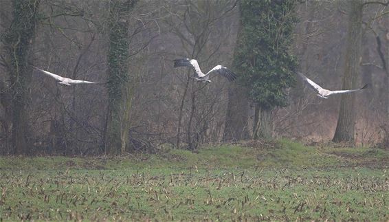 Kraanvogels in de vallei - Beringen