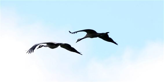 Kraanvogels in de vallei - Beringen