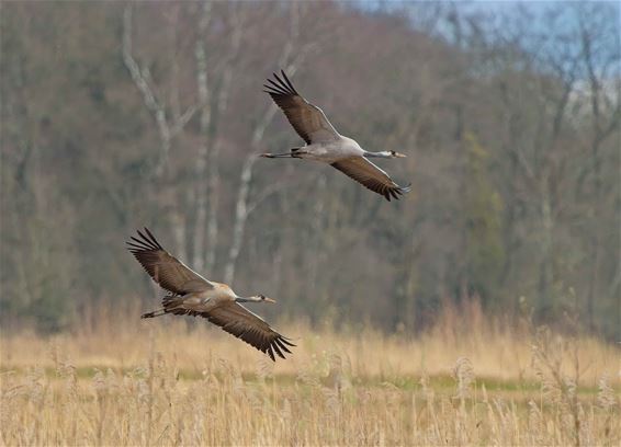 Kraanvogels in vallei van de Zwarte Beek - Beringen