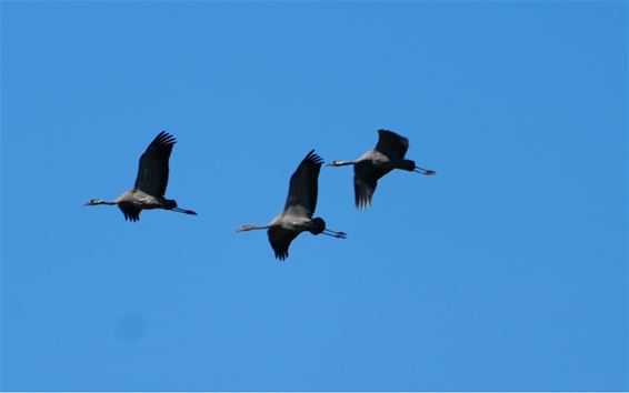 Kraanvogels in volle vlucht - Beringen