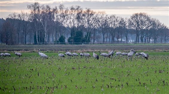 Kraanvogels keren terug - Pelt