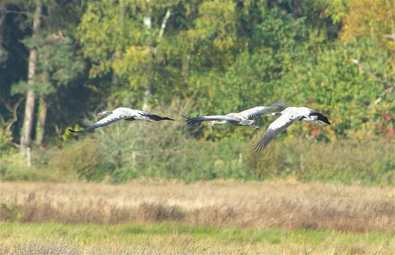 Kraanvogels mooi in beeld - Beringen