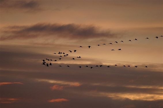 Kraanvogels opgejaagd door hond - Neerpelt