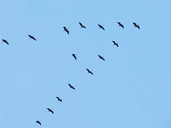 Kraanvogels over Lommel - Lommel