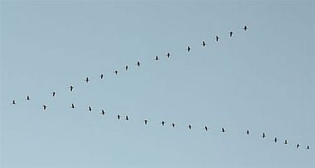 Kraanvogels over Maatheide - Lommel