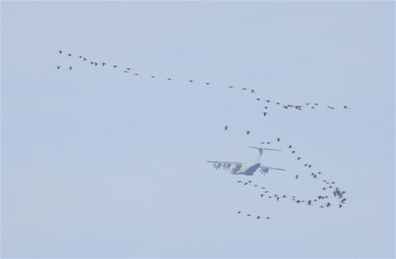 Kraanvogels trekken over - Beringen