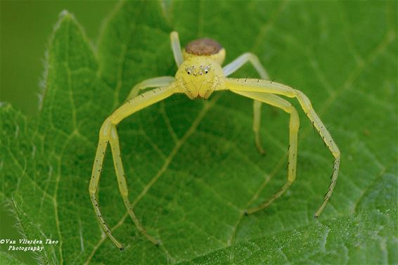 Krabspin gespot in De Bever - Hamont-Achel