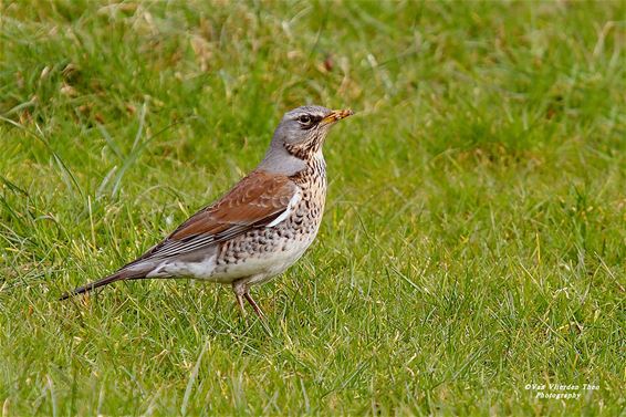 Kramsvogel gespot in Achel - Hamont-Achel