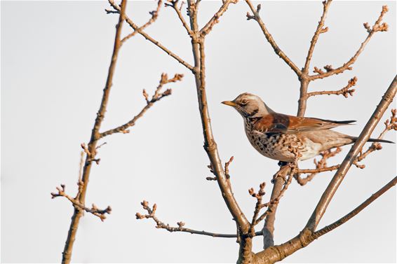 Kramsvogel gespot - Lommel