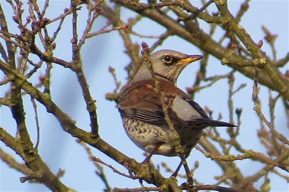 Kramsvogels in het Hageven - Neerpelt