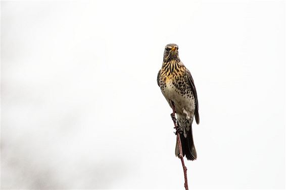 Kramsvogels in SHLille - Neerpelt