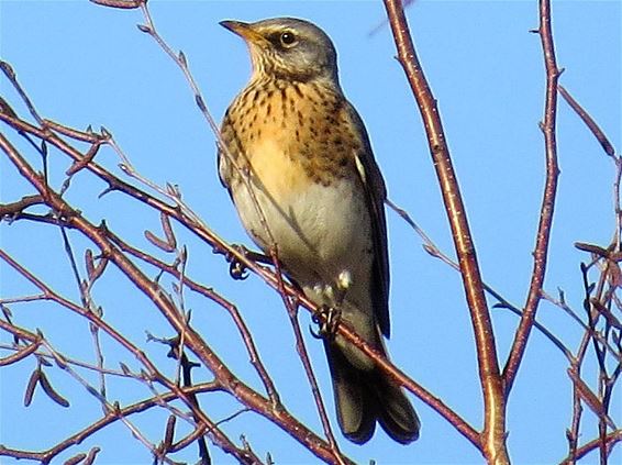 Kramsvogels terug in het Hageven - Neerpelt