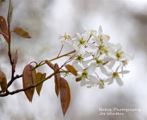 Krentenboom kleurt Eksel wit in de lente - Hechtel-Eksel