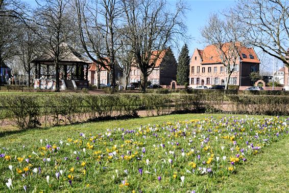 Krokussen in volle bloei - Beringen