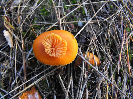 Kroontje op de hoed - Hechtel-Eksel