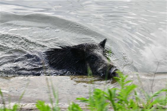 Everzwijnen sukkelen in kanaal - Beringen