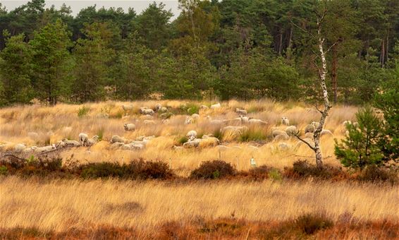 Kudde schapen gearriveerd op Blekerheide - Lommel