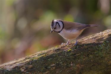 Kuifmees (Parus Cristatus) - Beringen