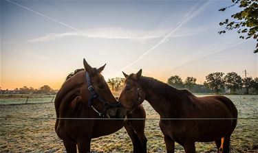 Kus in de ochtend - Beringen