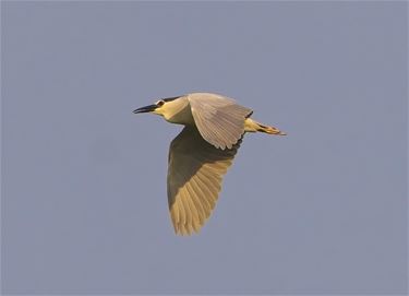 Kwak in volle vlucht - Beringen & Leopoldsburg