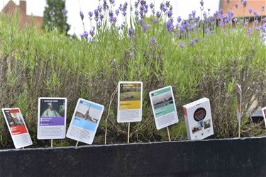 Kwartetspel Berings erfgoed terug verkrijgbaar - Beringen