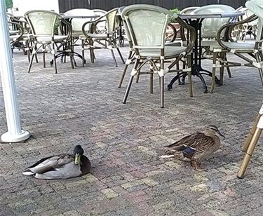 Kwek en Kwak in de Blauwe Kei - Lommel