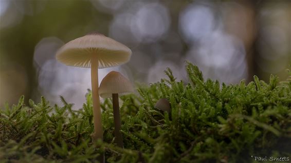 Laag-bij-de-gronds in het Hobos - Pelt