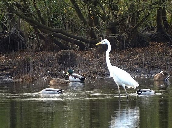 Laag water, veel kikkers - Meeuwen-Gruitrode
