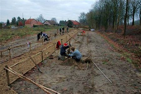 Laanbomen geplant bij oude molensite - Neerpelt