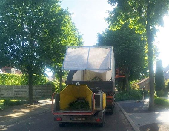 Laanbomen in Linde en Wauberg worden gesnoeid - Peer