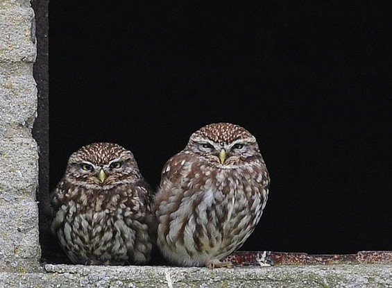 Laat die lente maar gauw komen... - Peer