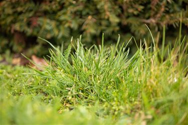 Laat het gras groeien tot 1 mei