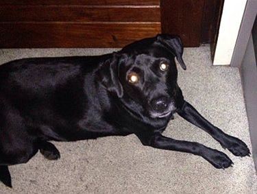 Labrador vermist - Lommel