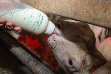 Lammetjes de fles geven - Beringen