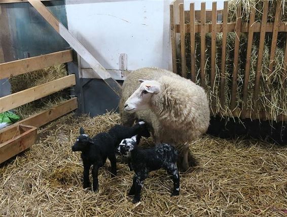 Lammetjes geboren in de kerststal - Hamont-Achel