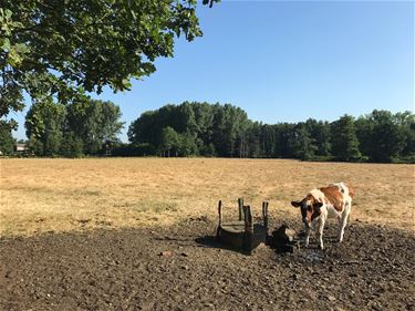 Landbouw kreunt onder hitte - Beringen