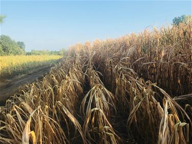 Landbouwers nemen schade op - Beringen