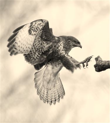 Landing buizerd - Beringen