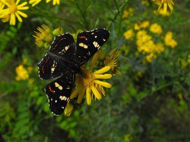 Landkaartje in zomermode - Hechtel-Eksel