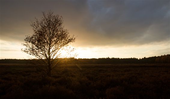 Late herfst in Kattenbos - Lommel