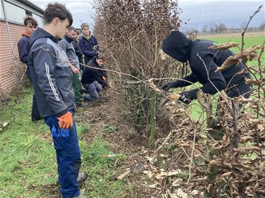 Leerlingen maken werk van haagvlechten - Bocholt