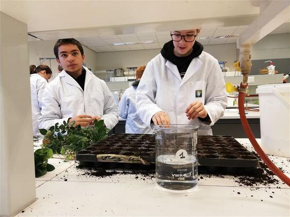 Leerlingen onderzoeken plantensoorten - Bocholt